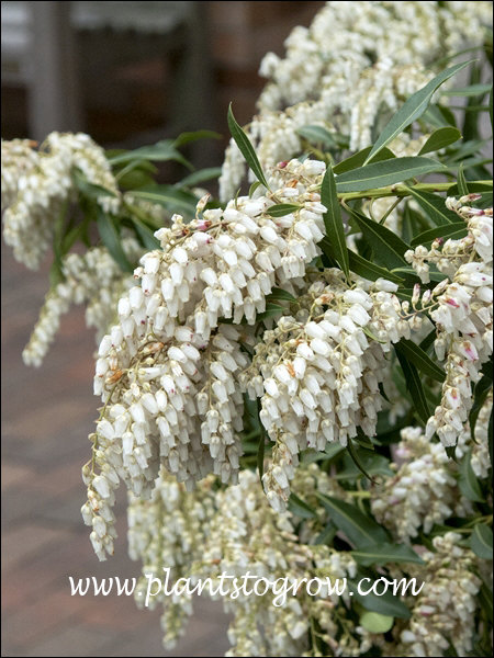 Forest Flame Pieris (Pieris japonica) 
 The urn shaped white flowers (urceolate)